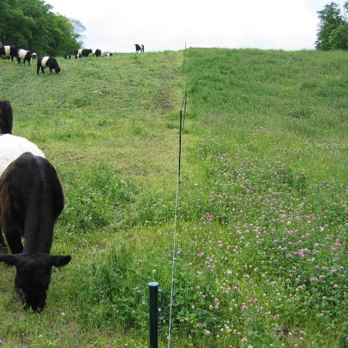 Managed grazing of belties