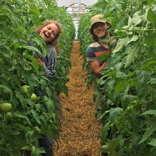 Farmers at Joe's Brook Farm peeking out of alternate rows of lush organic tomatoes plants in a high tunnel