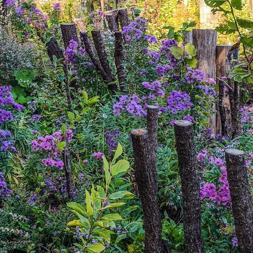 Diverse plantings as part of a mycoremediation buffer strip