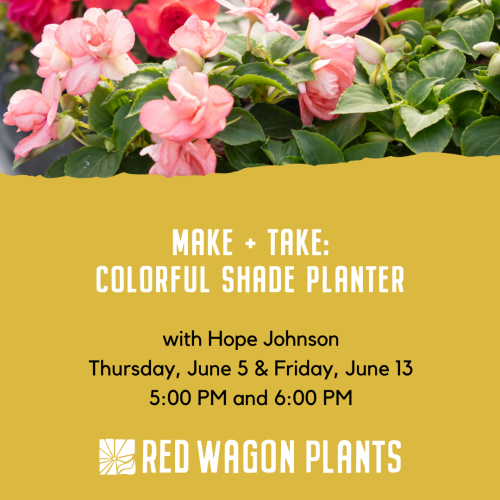 Make + Take: Colorful Shade Planter