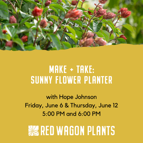 Make + Take: Sunny Flower Planter
