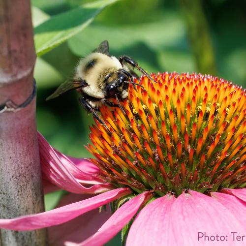 A bumble bee pollinating an echinacea flower