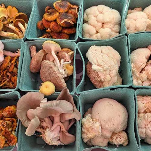 A variety of culinary mushrooms packaged into pints and displayed on a farmers market table