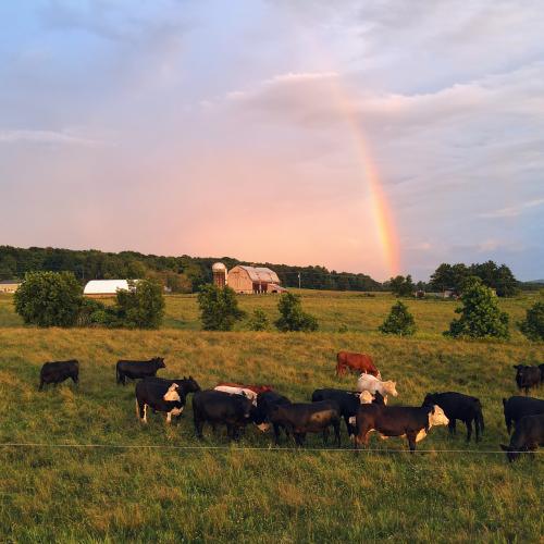 Image of cows behind barn
