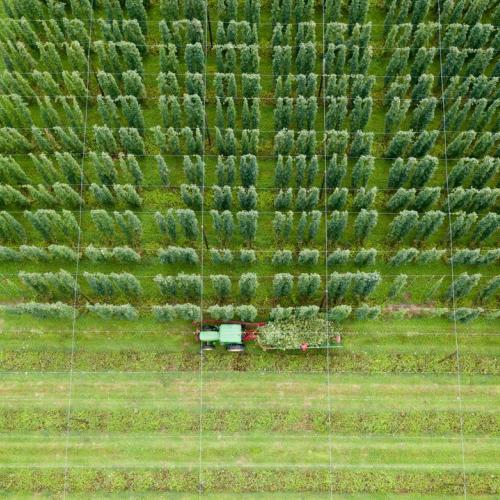 Harvesting Hops in the Field