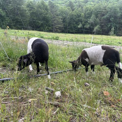 Ewe and Ram lamb