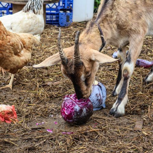 A goat at Khelcom Farm enjoys munching on a head of red cabbage as a few hens hover nearby hoping for scraps