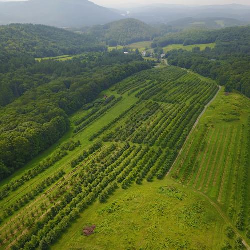 An aerial view of the lush orchards at Scott Farm in Dummerston, VT
