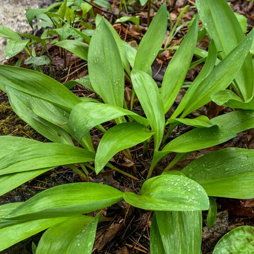 ramps growing next to a stream in a forest in Weybridge, VT