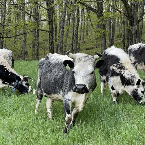Cows