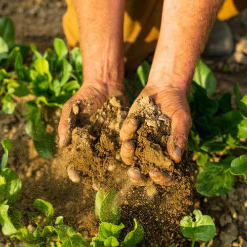 A farmers hands hold two fists full of soil above a healthy crop of greens