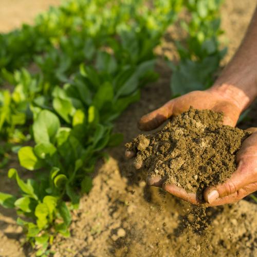A farmers hands cup two handfuls of soil next to a flat of greens