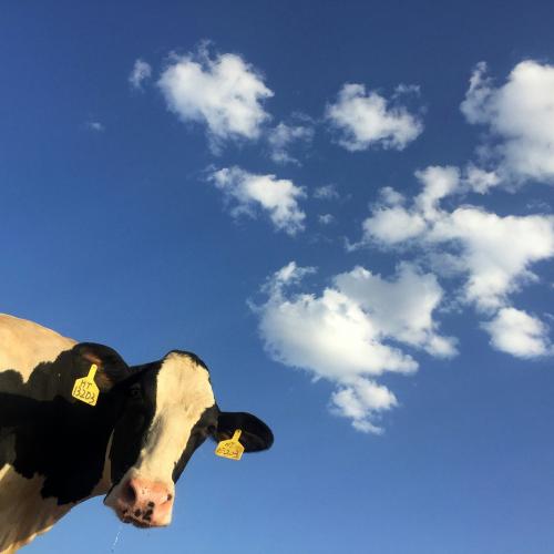 Dairy cattle