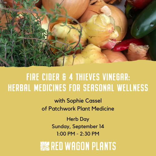 fire cider 4 thieves medicines