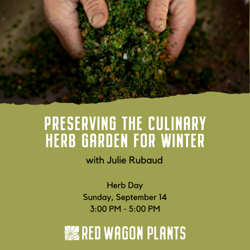 preserving herbs with Julie Rubaud