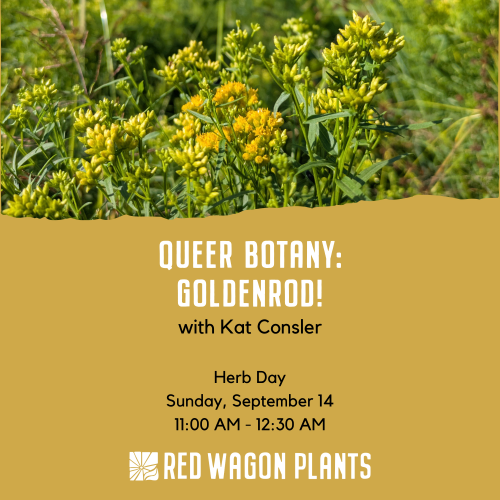 queer botany goldenrod