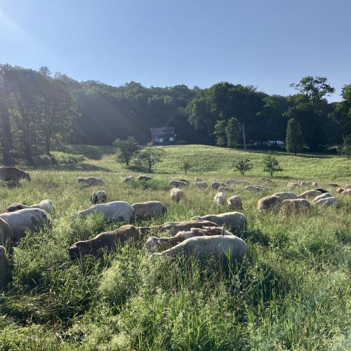 A sunny blue sky over sheep on pasture. 