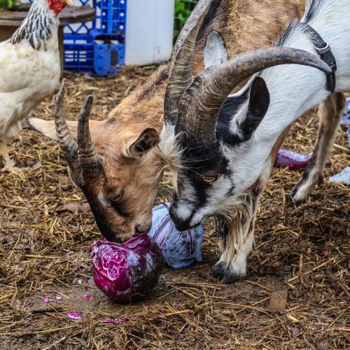 goats at Khelcom farm enjoy a couple of red cabbages