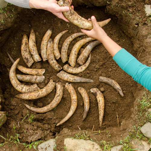 horns in ground