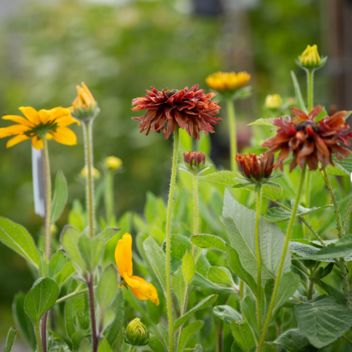Lily Fall Planter