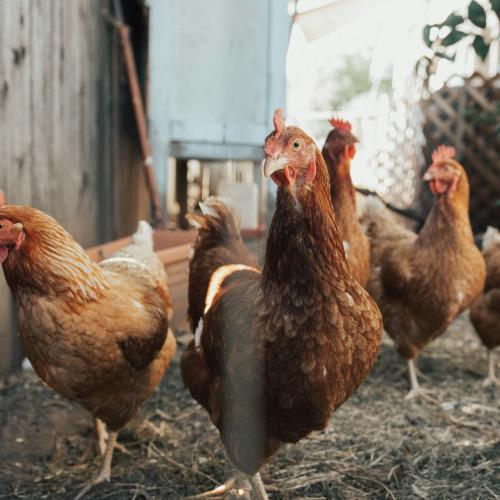 Image of chickens