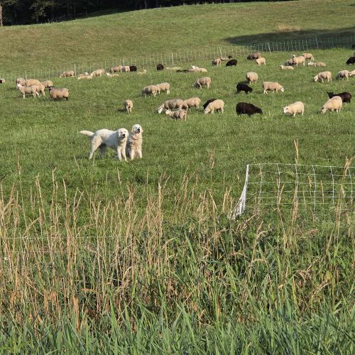MBF sheep with guardians