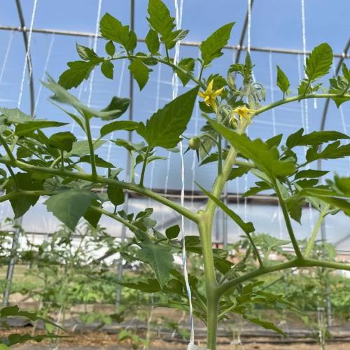 tomato plants in a high tunnel