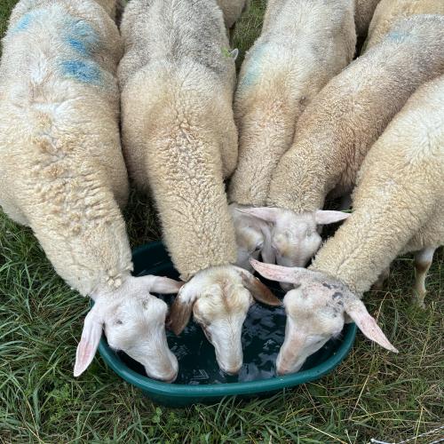 Sheep drinking from a green water trough against a background of green grass.