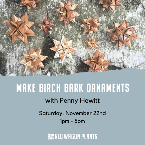 Make Birch Bark Ornaments with Penny Hewitt at Red Wagon Plants