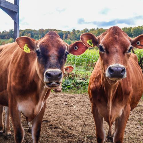 Organic dairy cows at Rockbottom Dairy Farm/Strafford Creamery