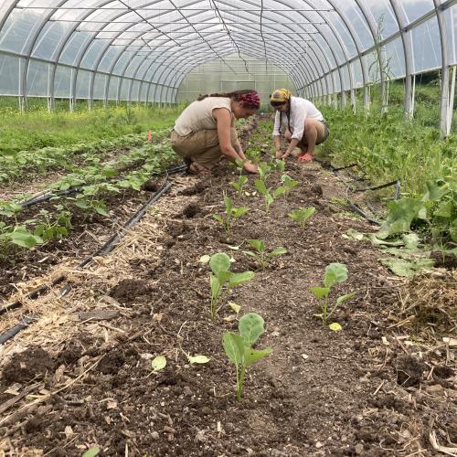 Veg crew at Bread & Butter Farm
