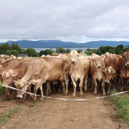 herd walking to dairy barn