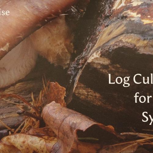 close up of a log with a mushroom growing out of it with text that reads "log culturing for living systems"