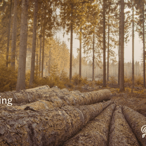 felled logs in the forest with overlay text that reads "Chainsawing for Forest Citizens"