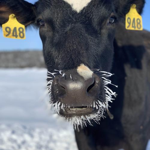 Corse Farm winter cow