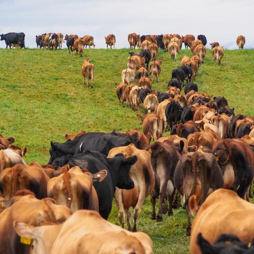 organic grass-fed cows walking in a line uphill across a lush green pasture