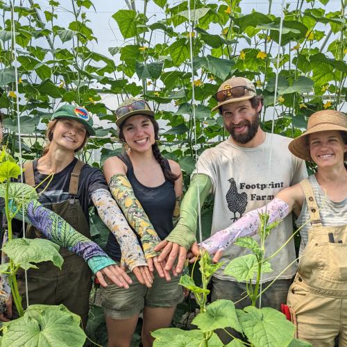 A farm crew comparing pruning sleeves in a cucumber high tunnel