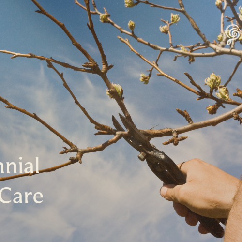 Perennial Tree Care