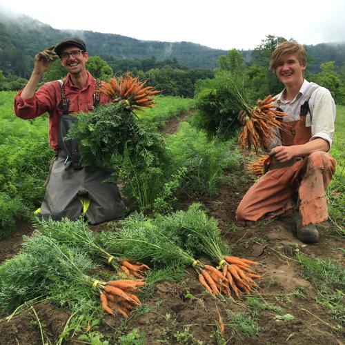 carrot harvest crew!