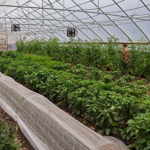 a high tunnel at Khelcom Farm packed with lush green plants