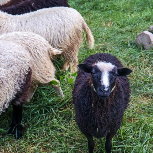 A black sheep with white markings on her head looks into the camera as several white sheep appear just out of frame