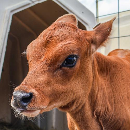 closeup of a cute calf at Strafford Organic Creamery at Rockbottom Farm