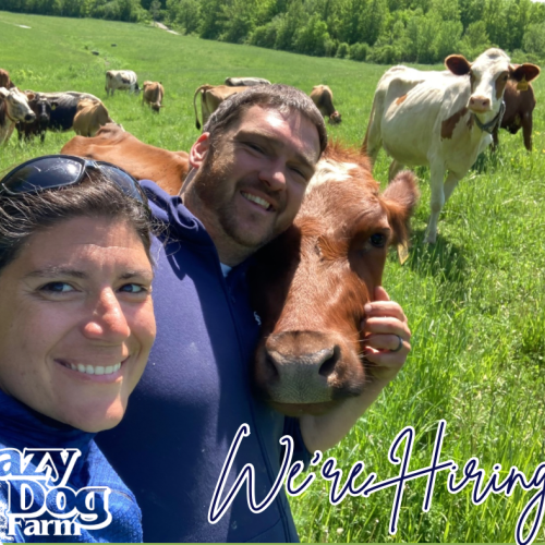 We are Hiring at the Lazy Dog Farm