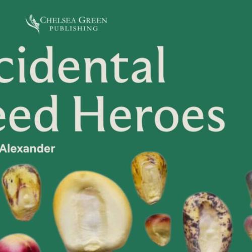 Accidental Seed Heroes