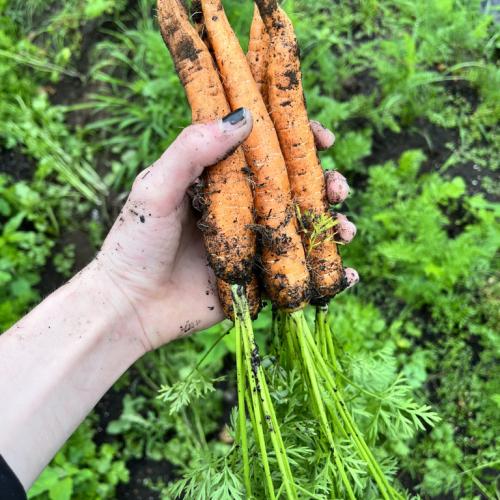 person holding carrots in a field