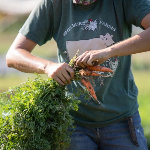 Gardener harvesting carrots