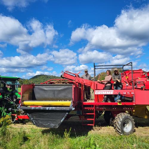 Burnt Rock farm potato harvest