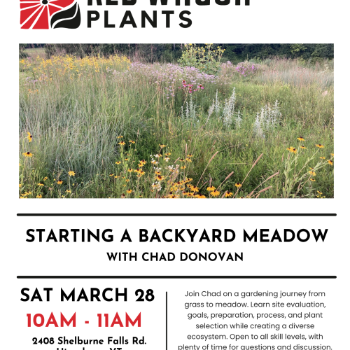 Starting a Backyard Meadow with Chad Donovan
