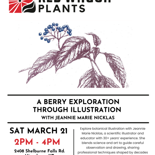 A Berry Exploration Through Illustration