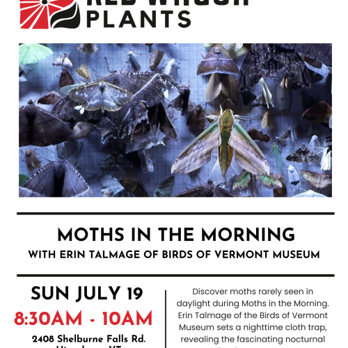 Moths in the Morning with Erin Talmage of Birds of Vermont Museum